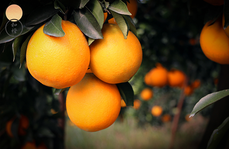 Enlightenment of a ripe "orange"
